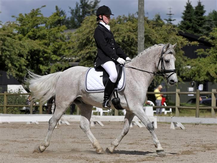 Anden særlig race Flame - Klubmesterskab 2008 i ponydressur VER billede 4