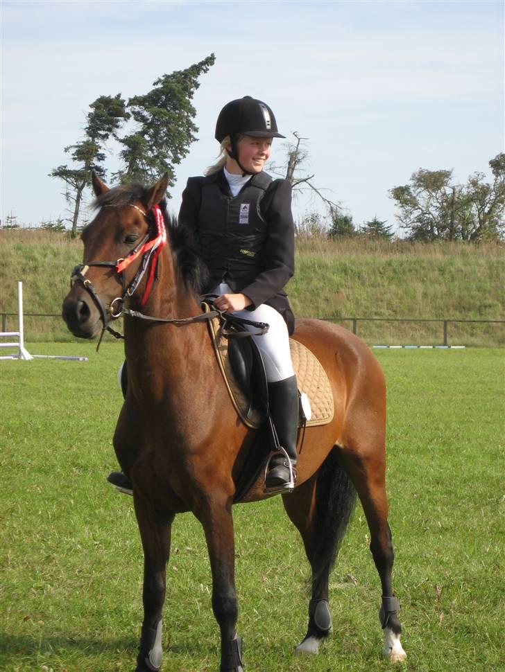 Welsh Pony (sec B) Bakkegaardens Prins-solgt - Her var vi i farstrup hvor i kan se, at vi vandt et 1 pl. billede 7