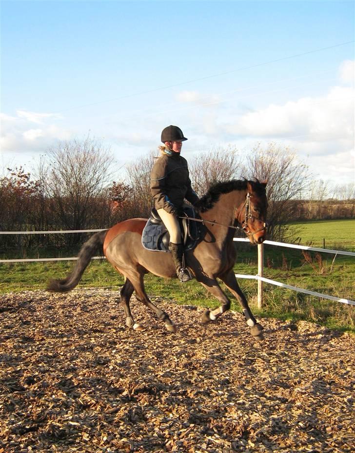 Welsh Pony (sec B) Bakkegaardens Prins-solgt - Dressur billede 8