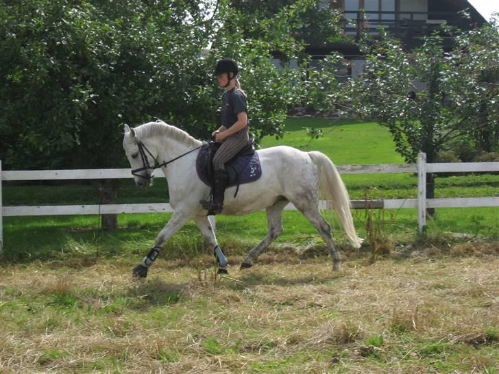 Welsh Pony (sec B) Bakkegaardens MufasaSOLGT - Lidt dressur skal der jo også være plads til.. billede 12