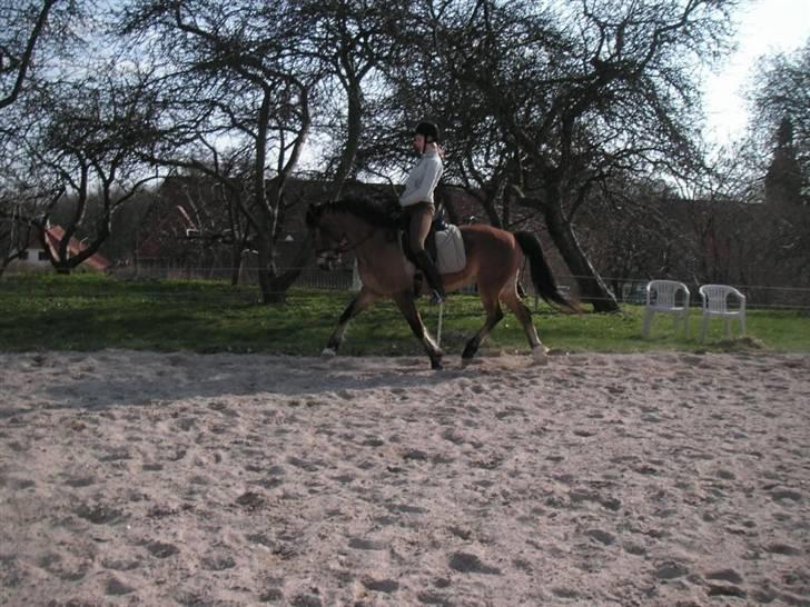 New Forest Strandagers Marchal billede 8