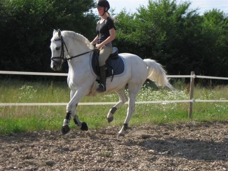 Welsh Pony (sec B) Bakkegaardens MufasaSOLGT - Træning billede 13