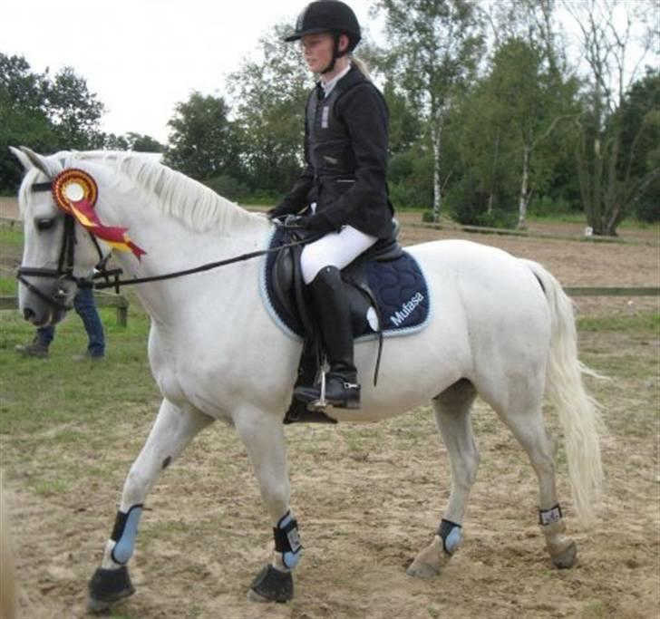 Welsh Pony (sec B) Bakkegaardens MufasaSOLGT - Nr. 3 til distriksmestrskaberne billede 14