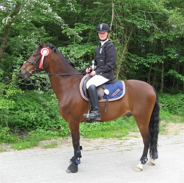 Welsh Pony (sec B) Bakkegaardens Prins-solgt - Welsh dag med en 1. pl. billede 9