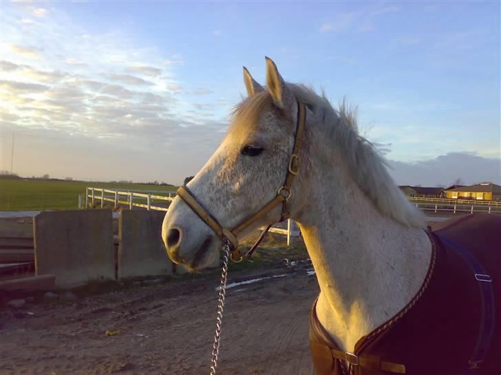 Anden særlig race Flame - Min smukke pony billede 7