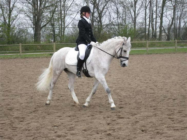 Anden særlig race Flame - Opvarmning til dressurstævne :) billede 8