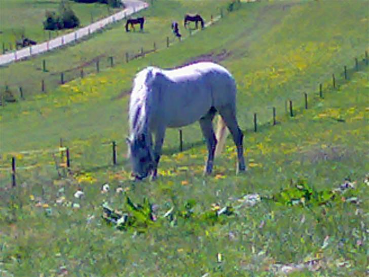 Anden særlig race Flame billede 9