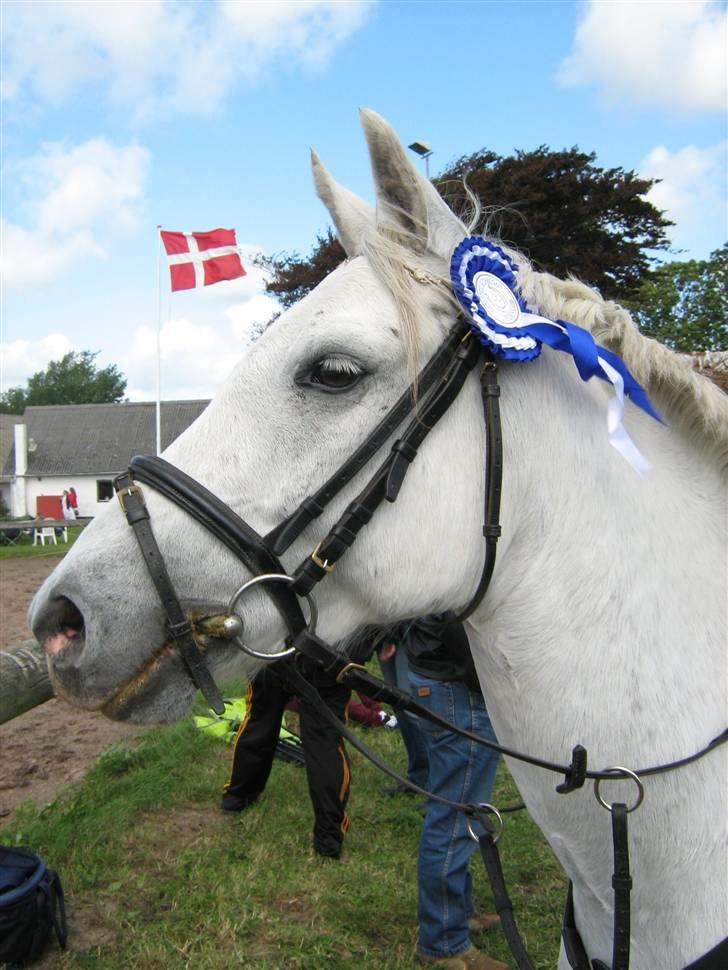 Welsh Pony (sec B) Bakkegaardens MufasaSOLGT - Dagens resultat i gedsted: Lør. to 1pl. og søn. to 2pl.  billede 16