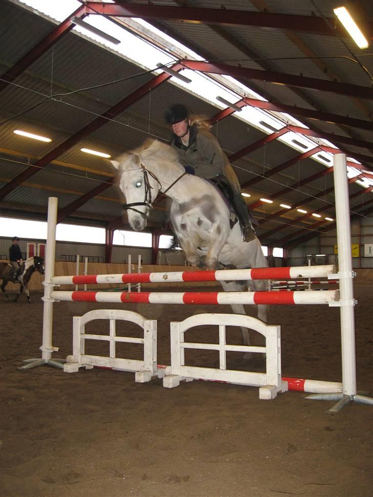 Welsh Pony (sec B) Bakkegaardens MufasaSOLGT - Til træning d. 13 marts hvor jeg springer 1. meter billede 17