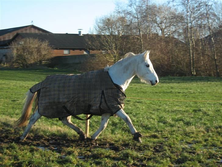 Welsh Pony (sec B) Bakkegaardens MufasaSOLGT - Frisk trav på marken, han ville sørme ikke galoppere den dag ;D billede 18