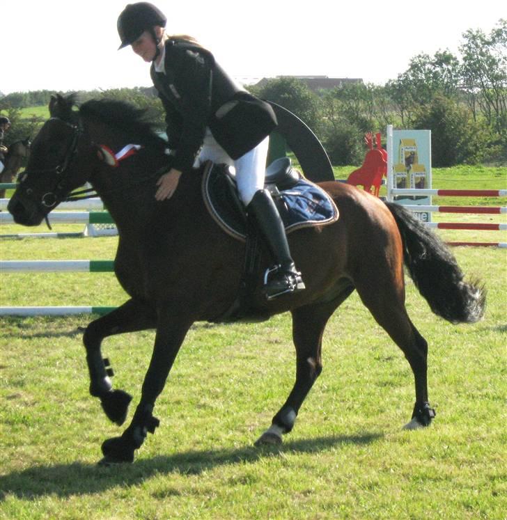Welsh Pony (sec B) Bakkegaardens Prins-solgt - Æresrunder.. Han var bare dejlig<3 billede 10