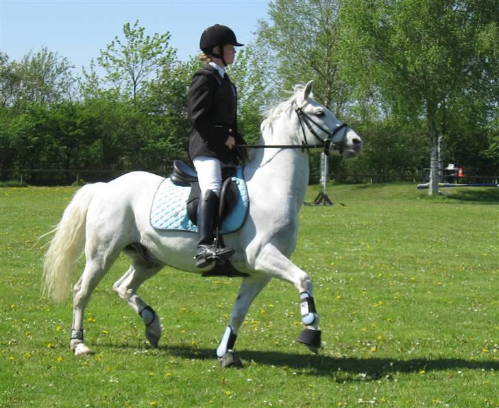 Welsh Pony (sec B) Bakkegaardens MufasaSOLGT - Til Aalborg C-stævne billede 19