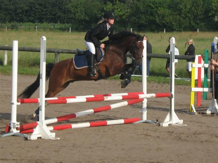 Welsh Pony (sec B) Bakkegaardens Prins-solgt - Galop billede 11