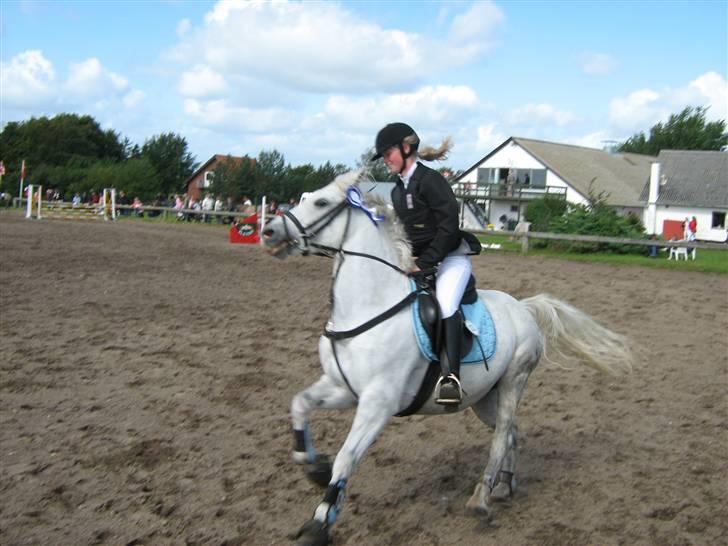 Welsh Pony (sec B) Bakkegaardens MufasaSOLGT - Dagens resultat i gedsted: Lør. to 1pl. og søn. to 2pl. billede 20