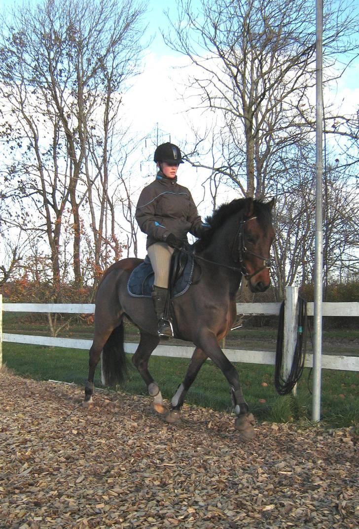 Welsh Pony (sec B) Bakkegaardens Prins-solgt - En dejlig dag hvor vi lige fik lyst til at tage billeder.. billede 12