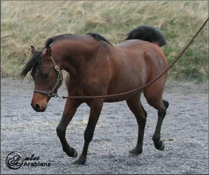 Arabisk fuldblod (OX) Al Ahmar Fahl - SOLGT - Bettemand 22 Dec 2007 billede 11