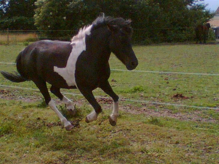 Anden særlig race Sello - Gammelt billed af sello på fold :) billede 19