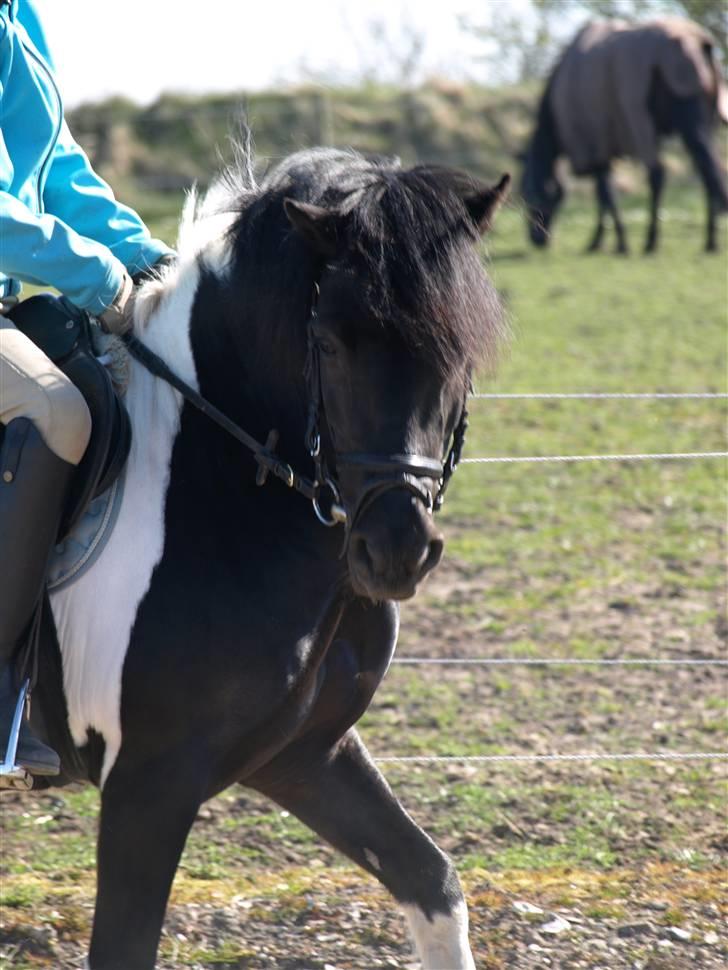Anden særlig race Sello - versade :D billede 20