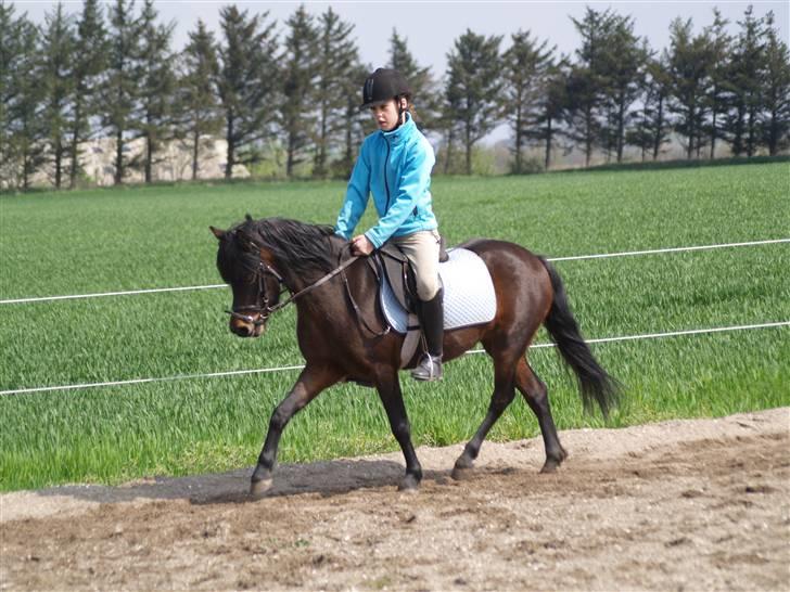 Dartmoor Beauty Star Rice  - Træning på banen d. 2 Maj... Foto: Mie Winding :) billede 15