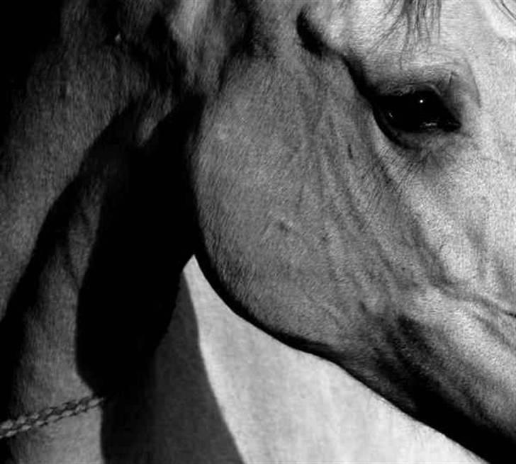 Frederiksborg Nubia billede 16