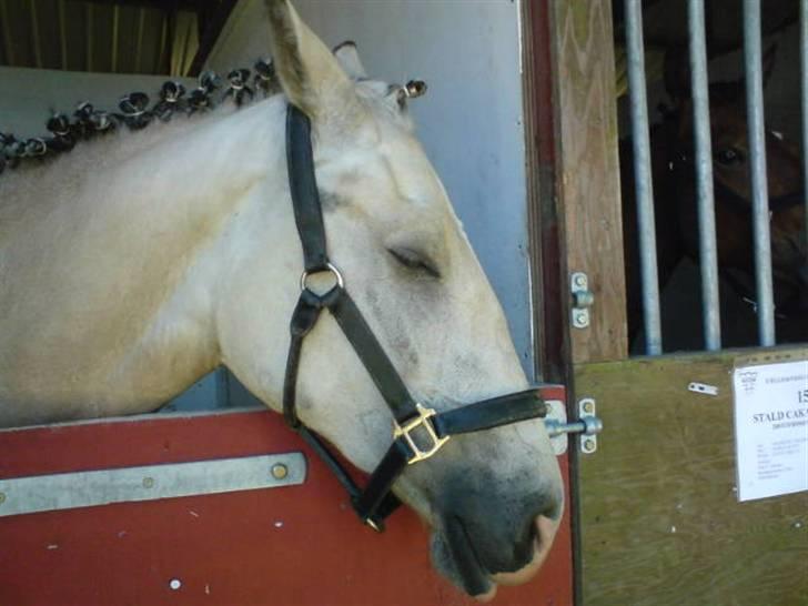 Frederiksborg Nubia billede 19