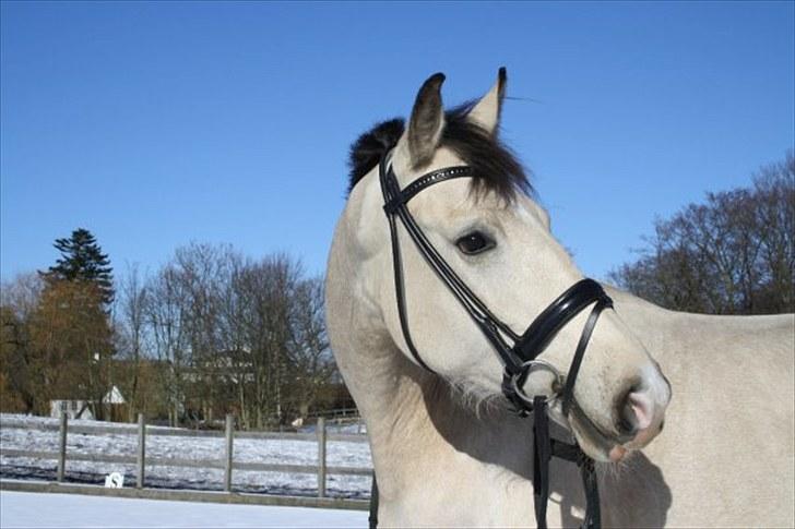 Frederiksborg Nubia billede 20