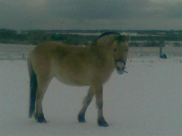 Fjordhest Nidja<33 {SOLGT} billede 17