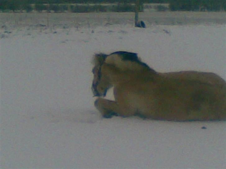 Fjordhest Nidja<33 {SOLGT} - Umm sne . :D  billede 18