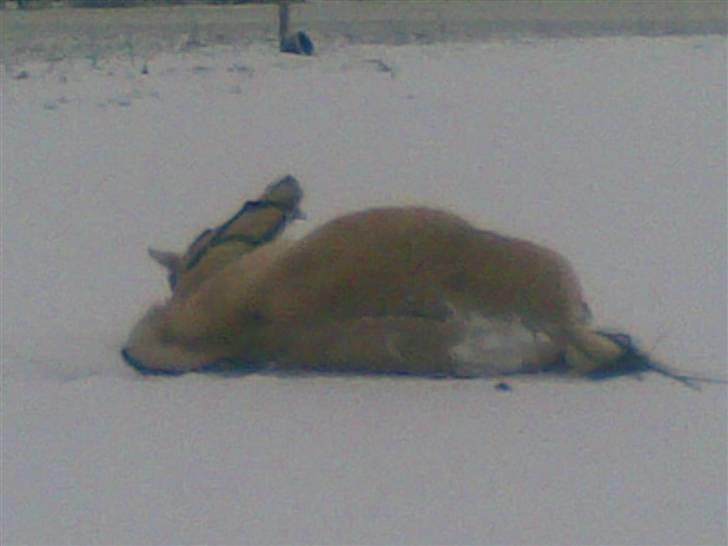 Fjordhest Nidja<33 {SOLGT} - Lala .. :D billede 19