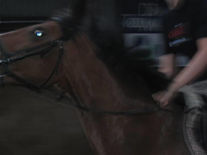 DSP Bæklunds Lejka Solgt - Stafet: Vild pony :P billede 16