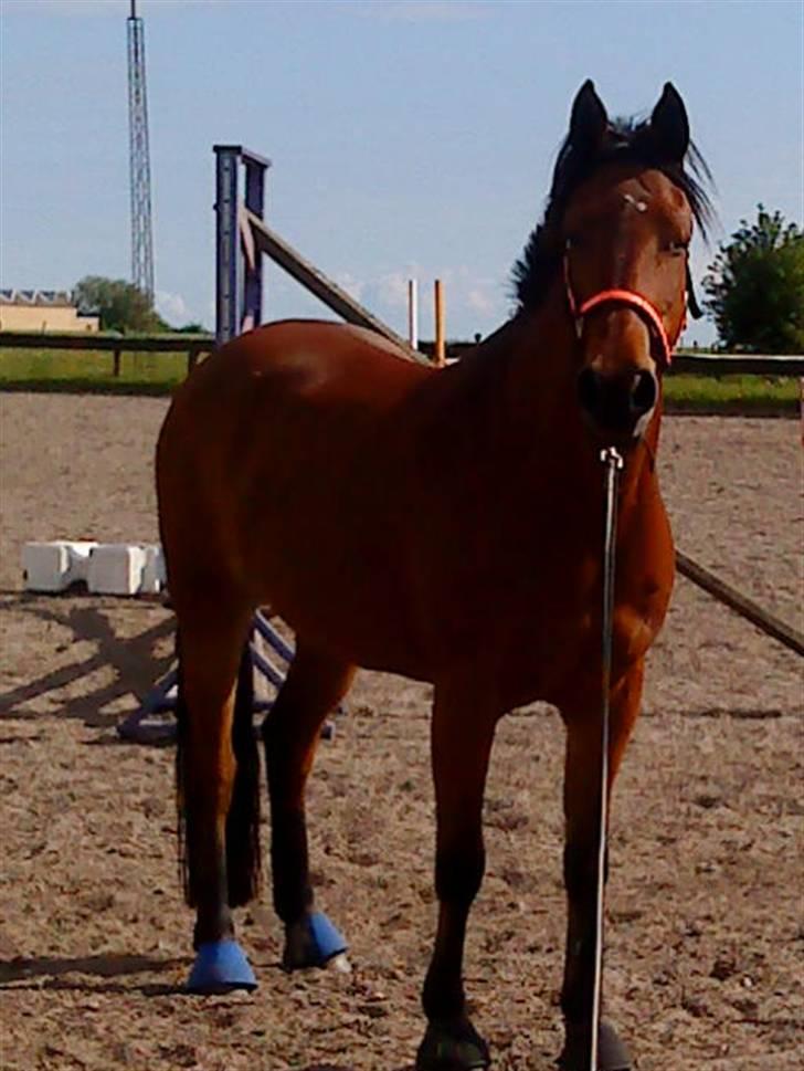 Anden særlig race Mulle  * RIP -6 maj 11* - den smukke<3 billede 9