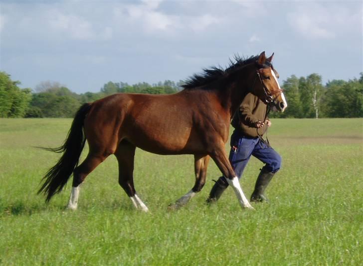 Dansk Varmblod Fabiana - Forår 2007 billede 14