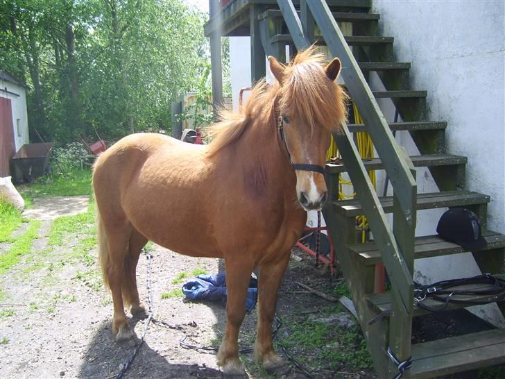 Islænder Neisti fra Essendrup død billede 12