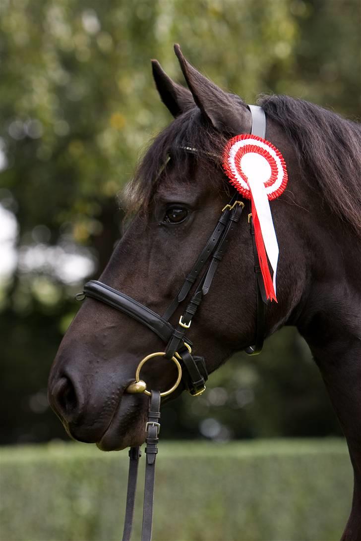 Frieser Maike Rozalien J. - Store Hestedag 2008 billede 8