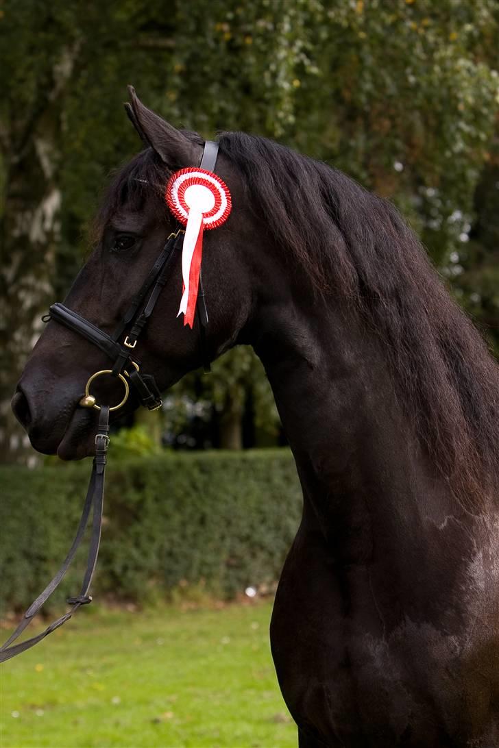 Frieser Maike Rozalien J. - Store Hestedag 2008 billede 9