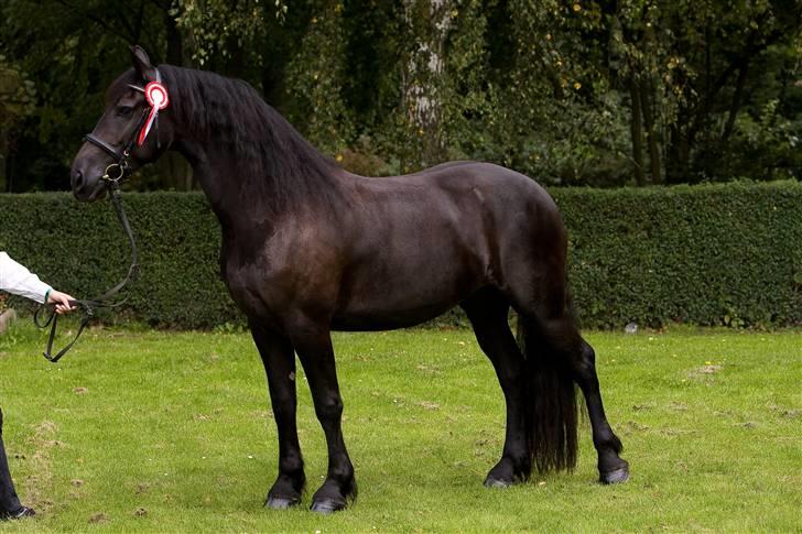 Frieser Maike Rozalien J. - Store Hestedag 2008 billede 10