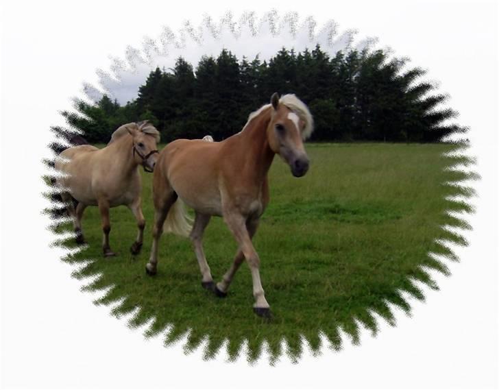 Haflinger Wyomi  - Dejligt at komme hjem på fold igen ^^ ... efter landsskue 07 billede 20
