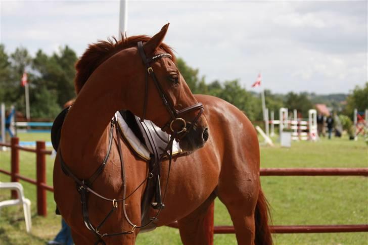 Anden særlig race Calvados - Solgt:'( - Calvados klar parat til at gå i gang. GudeSmuk<3 Fotograf: Gitte Dahl billede 9