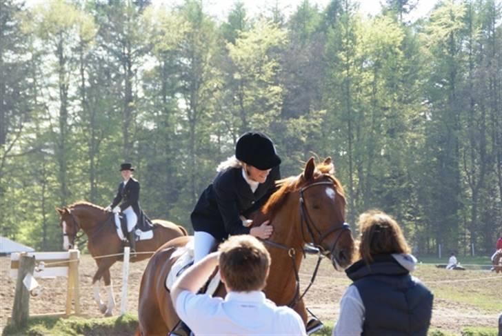 Anden særlig race Calvados - Solgt:'( - Hesten skal roses efter de har været inde på banen:) Efter en mega god runde i MB på Morsø, fik en bom på det sidste spring i omhop. ØV:( billede 10