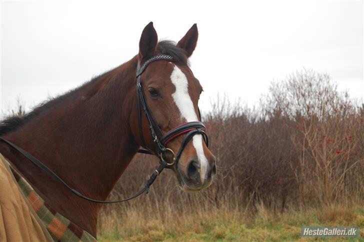 Dansk Varmblod Ramona <3 solgt - taget af Kathrine billede 10