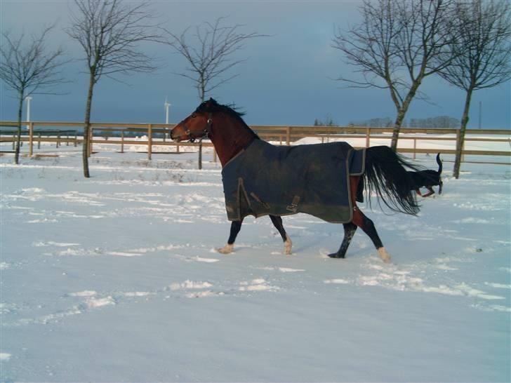 Welsh Pony (sec B) Kalle billede 4