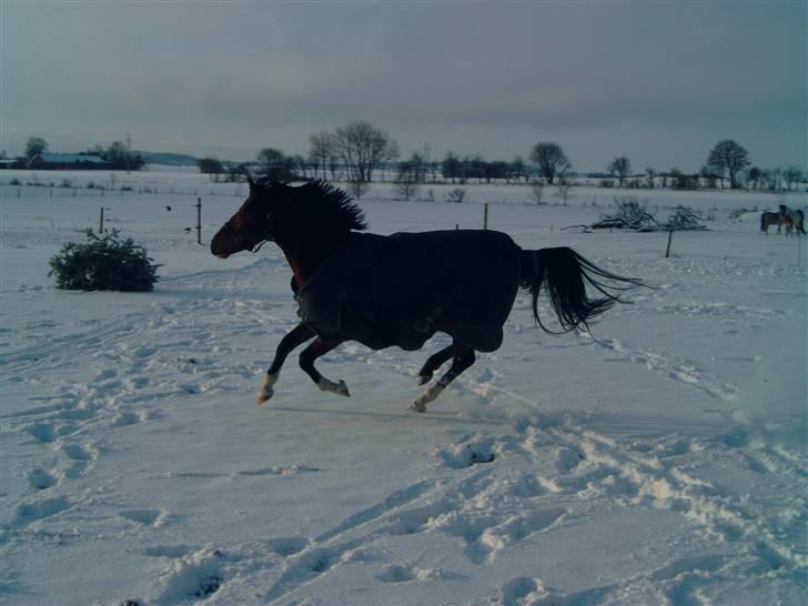 Welsh Pony (sec B) Kalle billede 5
