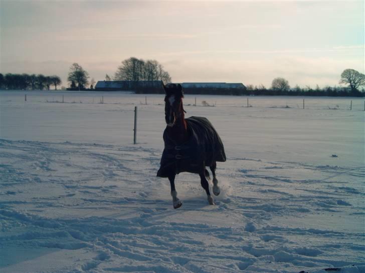 Welsh Pony (sec B) Kalle billede 7