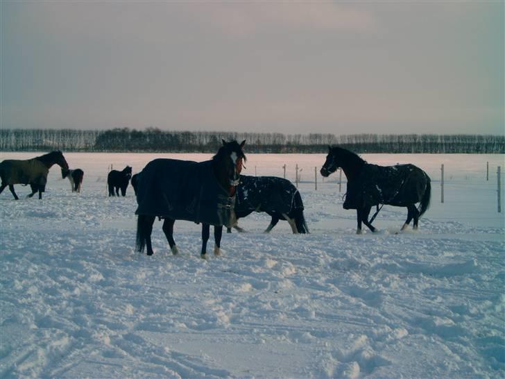 Welsh Pony (sec B) Kalle billede 8