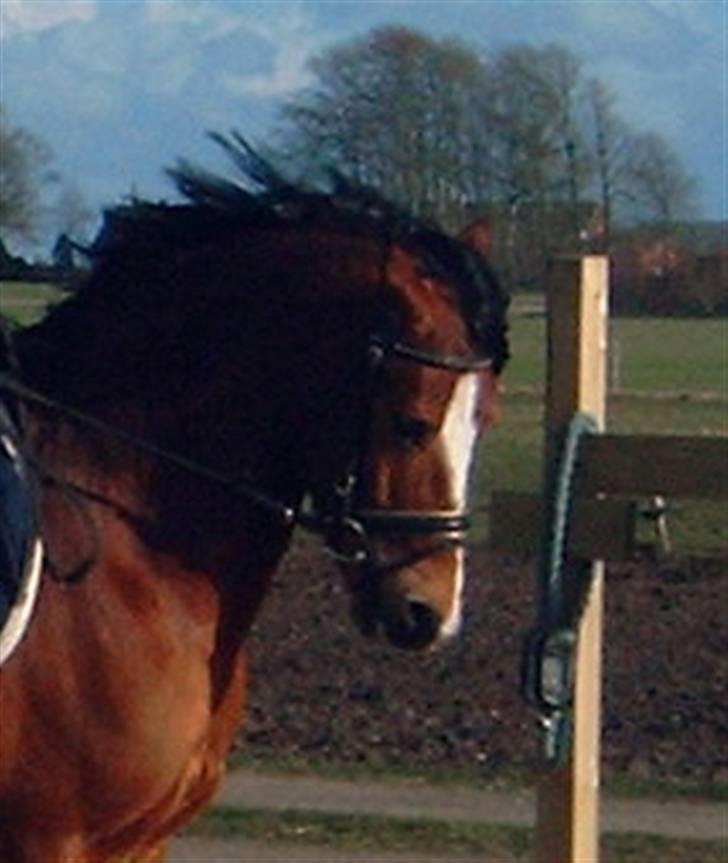 Welsh Pony (sec B) Kalle billede 13