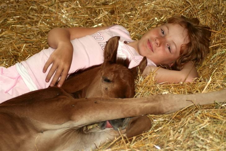 Arabisk fuldblod (OX) WML Al Mahrousse   - Melissa & Al Mahrousse 30 juni 2007 billede 2