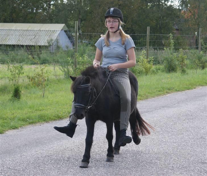 Shetlænder Ciki  - Sådan går det når man snakker mens der bliver taget billeder :D <3 D. 13-09-08 billede 8