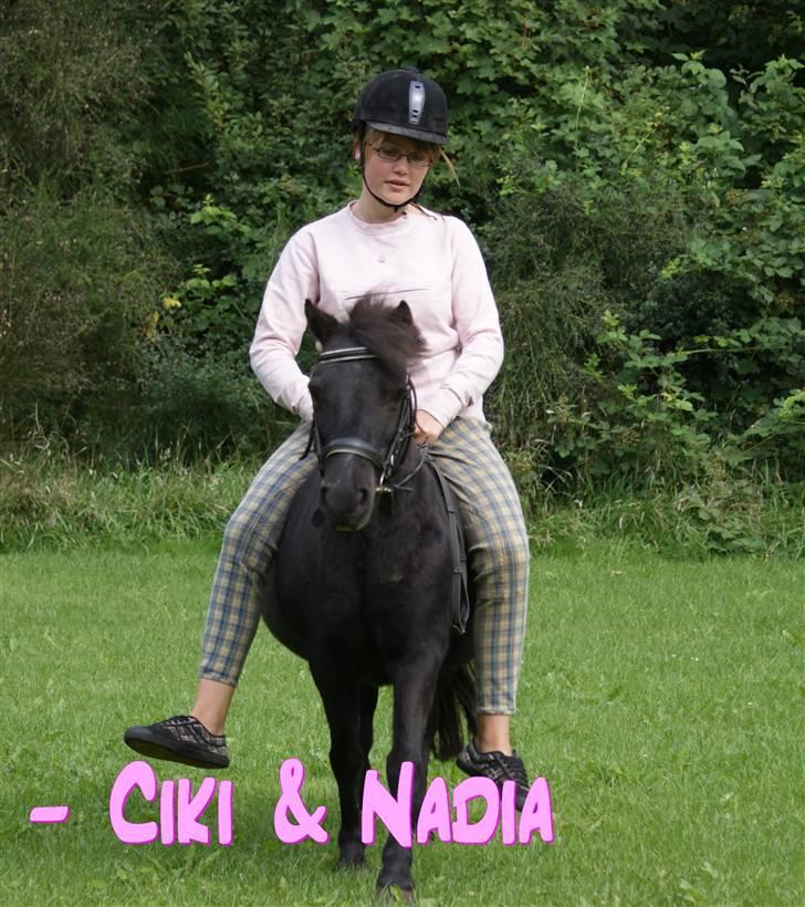 Shetlænder Ciki  - D. 09-08-08  billede 10