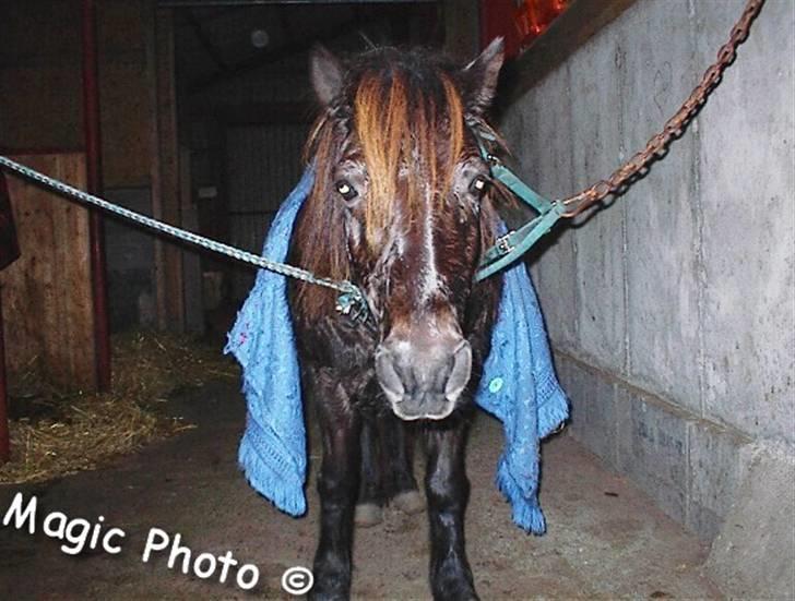 Shetlænder Ciki  - D. 27-12-06 billede 13