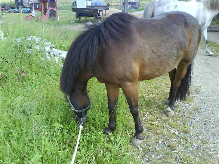 Anden særlig race Odin (gammel part) - Til stævne, hvor vi venter på at sadle op billede 14
